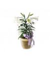 The Easter Lily Plant
